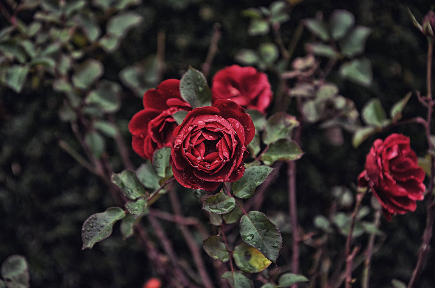 Nº11 rosa y ladano